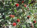 Zylinderputzer (Callistemon)