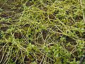 Winged water starwort (Callitriche marginata)