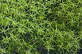 Sumpf-Wasserstern (Callitriche palustris)