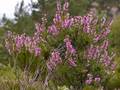 Besenheide (Calluna vulgaris)