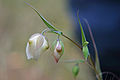 Weiße Mormonentulpe (Calochortus albus)