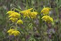 Goldene Mormonentulpe (Calochortus amabilis)