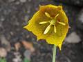 Bärtige Mormonentulpe (Calochortus barbatus)