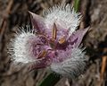 Hellblaue Mormonentulpe (Calochortus caeruleus)