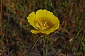 Gelbe Mormonentulpe (Calochortus luteus)