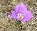 Gestreifte Mormonentulpe (Calochortus macrocarpus)