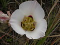 Sego Lily (Calochortus nuttallii)