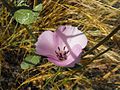 Glänzende Mormonentulpe (Calochortus splendens)