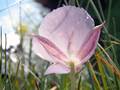 Großblütige Mormonentulpe (Calochortus uniflorus)