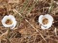 Schmetterlings-Mormonentulpe (Calochortus venustus)