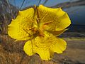 Weed's mariposa lily (Calochortus weedii)