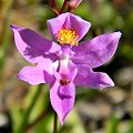 Bearded grass-pink (Calopogon barbatus)