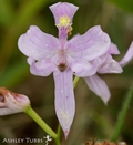 Oklahoma grass-pink (Calopogon oklahomensis)