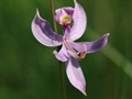 Pale grass-pink (Calopogon pallidus)