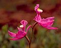 Tuberous grass-pink (Calopogon tuberosus)