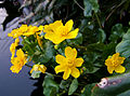 Gewöhnliche Sumpfdotterblume (Caltha palustris)