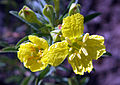 Yellow Sundrops (Calylophus serrulatus)