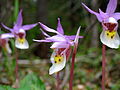 Norne (Calypso bulbosa)