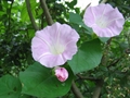 Schöne Zaunwinde (Calystegia pulchra)