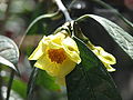 Camellia petelotii