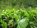 Teepflanze (Camellia sinensis)
