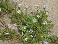 Hirtentäschelkraut (Capsella bursa-pastoris)