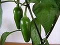 Paprika (Capsicum annuum)