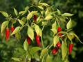 Chilis (Capsicum frutescens)
