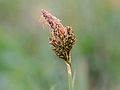 Frühlingssegge (Carex caryophyllea)