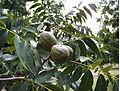 Pekannussbaum (Carya illinoinensis)