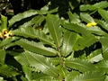 Blätter der Edelkastanie (Castanea sativa)