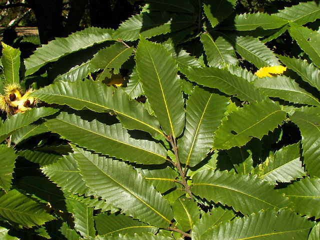 Blätter der Edelkastanie (Castanea sativa)
