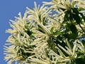 Blüten der Edelkastanie (Castanea sativa)