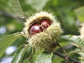 Früchte der Edelkastanie (Castanea sativa)