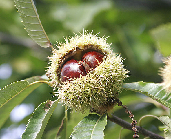 Früchte der Edelkastanie (Castanea sativa)