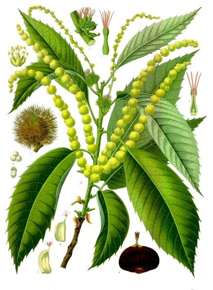 Edelkastanie (Castanea sativa)