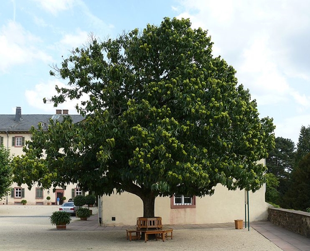 Edelkastanie (Castanea sativa)