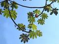 Ameisenbaum (Cecropia peltata)