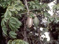 Kapokbaum (Ceiba pentandra)