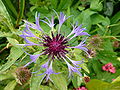 Berg-Flockenblume (Centaurea montana)