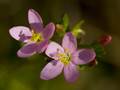 Echtes Tausendgüldenkraut (Centaurium erythraea)