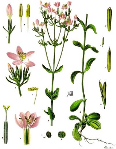 Echtes Tausendgüldenkraut (Centaurium erythraea)