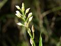 Cephalanthera alpicola