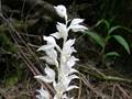 Snow orchid (Cephalanthera austiniae)