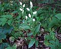 Weißes Waldvöglein (Cephalanthera damasonium)