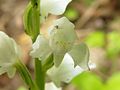 Cephalanthera erecta