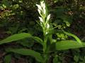 Cephalanthera longibracteata