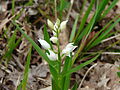 Langblättriges Waldvöglein (Cephalanthera longifolia)