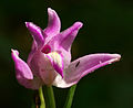 Rotes Waldvöglein (Cephalanthera rubra)