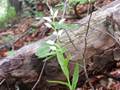 n1 (Cephalanthera × schulzei)